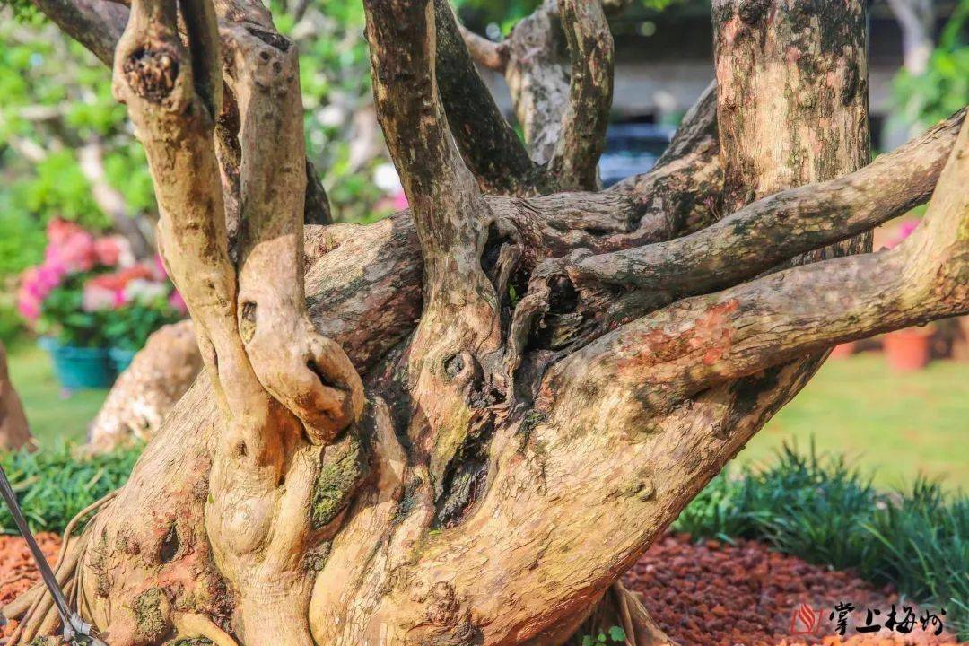 国内罕见!梅州有棵树龄300余年的赤楠孤品