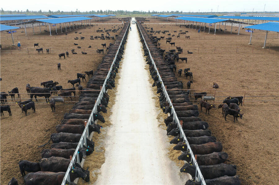 新疆麦盖提县:发展肉牛产业 群众致富"牛气"足
