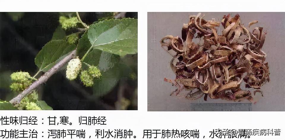 全网最全的中草药图谱——图片 性味归经 主治功效,还