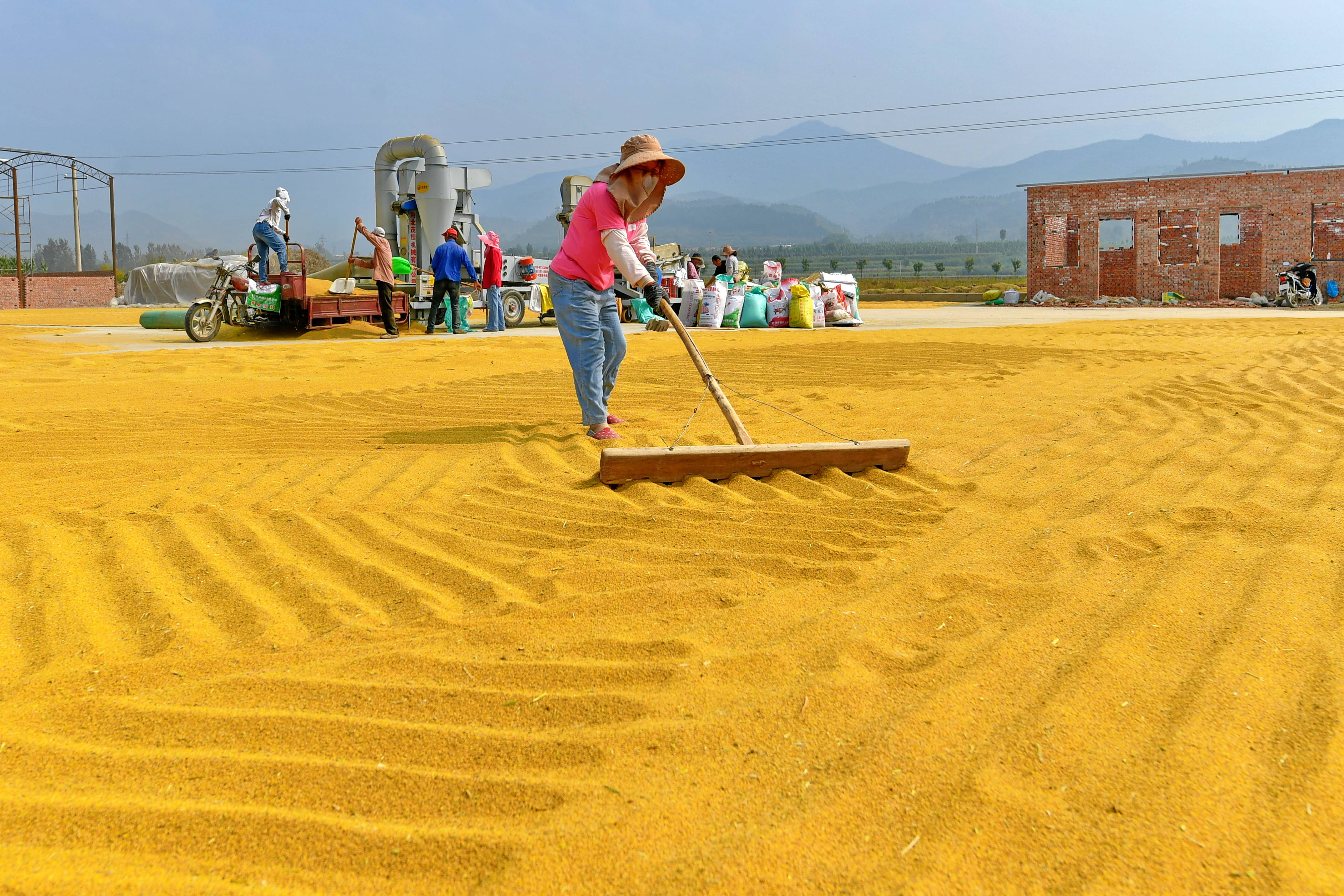 9月14日,垣曲县运通种植专业合作社的员工在晾晒谷子.