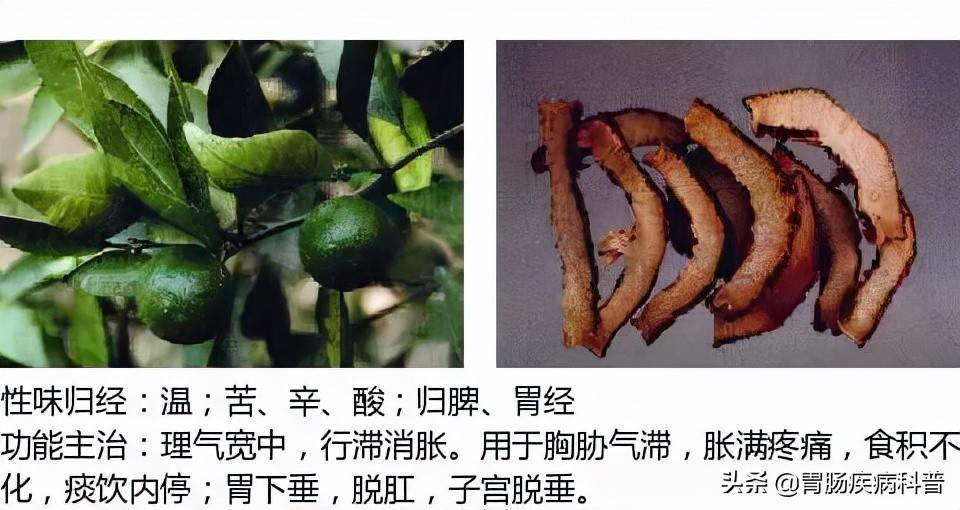 全网最全的中草药图谱图片性味归经主治功效还不收藏