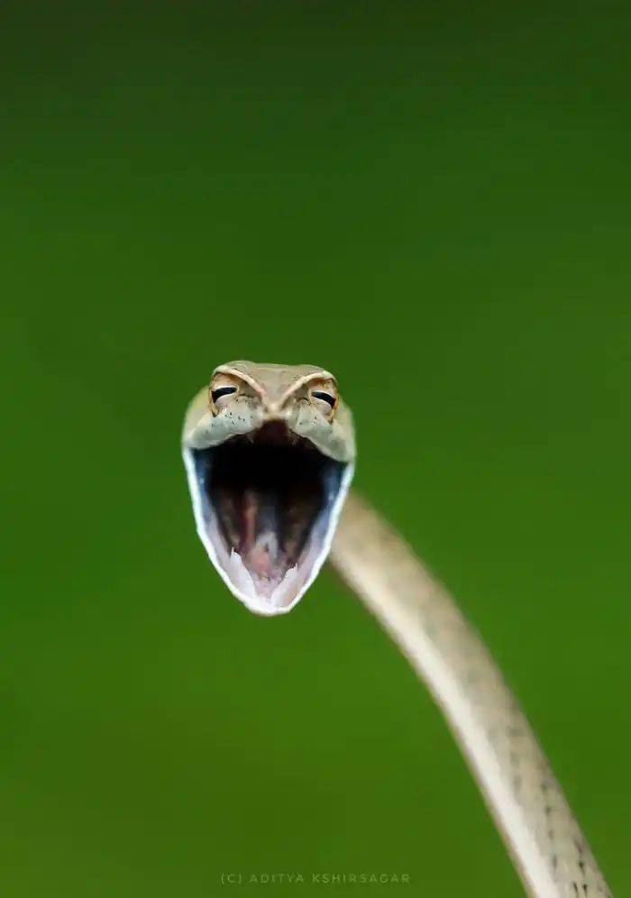 藤条蛇张开嘴来显示攻击性,但是kshirsagar发现它看起来更像是《笑蛇