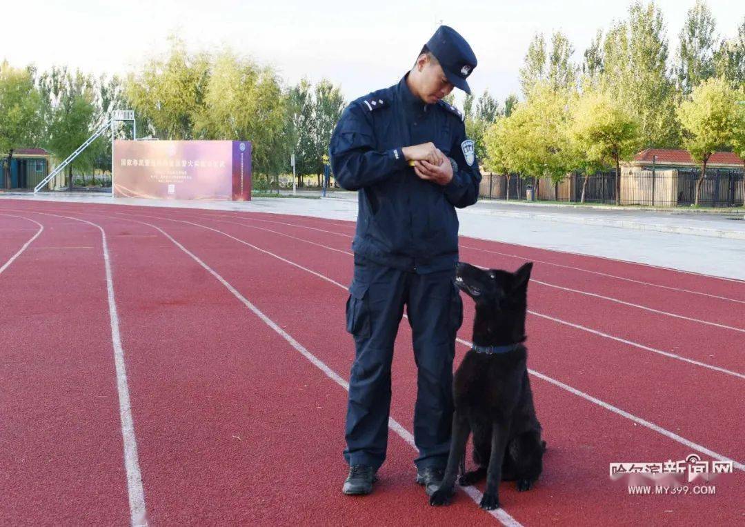 警犬武状元诞生龙江战队包揽全部3项比武冠军