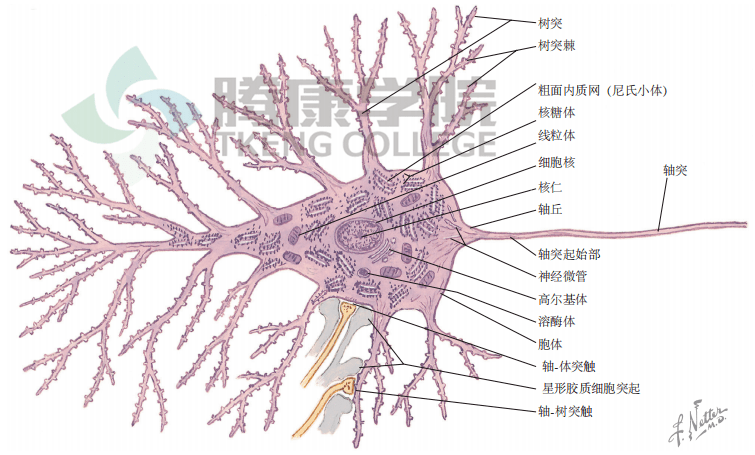神经元的结构概述_细胞