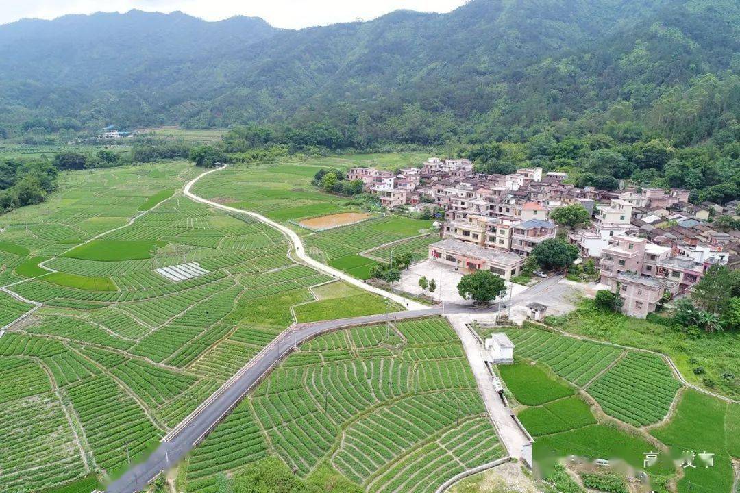 高要区回龙镇大田塱村(四季茶花)肇庆市高要区回龙镇黎槎村(肉鸽)肇庆