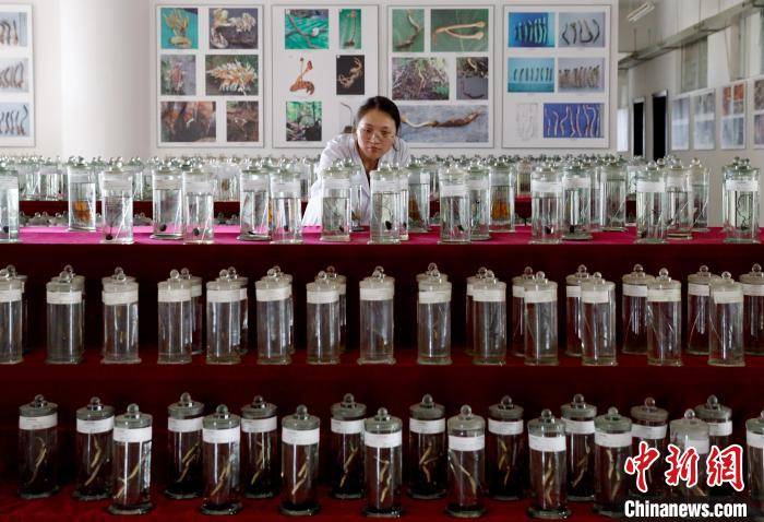 揭秘虫草的"物种多样性:有虫有"草,却非虫非草_虞泓