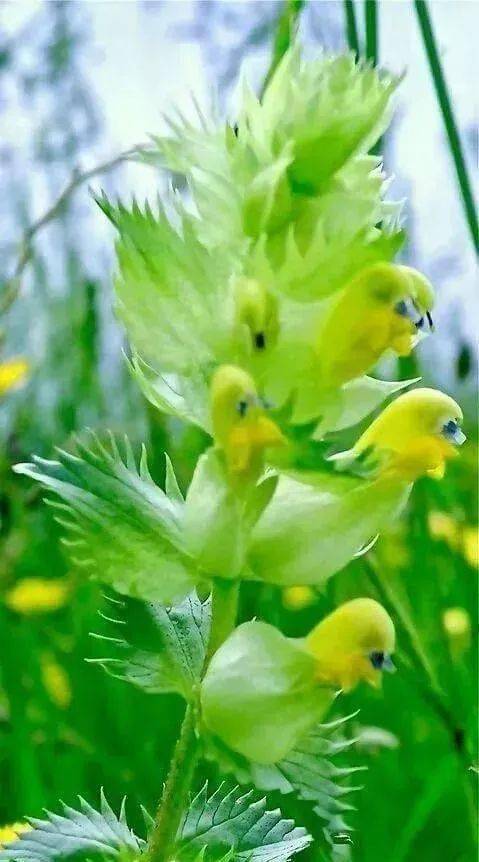 全球奇花异草大集合,见过一个算你牛