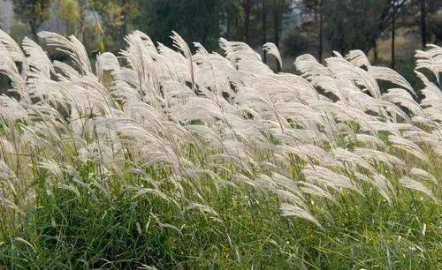 枫叶荻花秋瑟瑟_芦荻