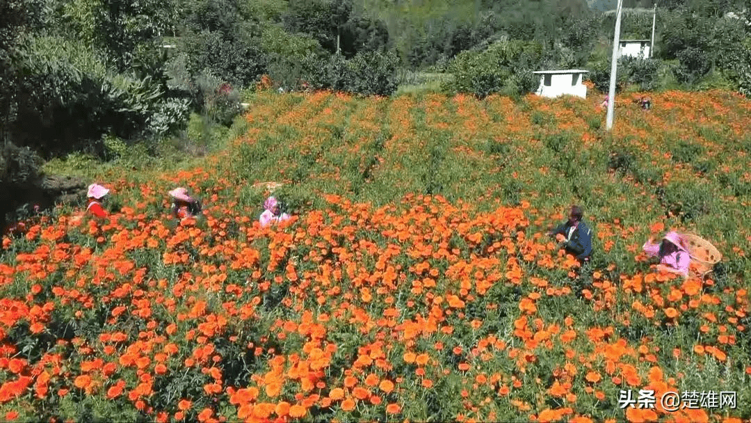 楚雄市紫溪镇:满园花菊郁金黄 农户增收新希望