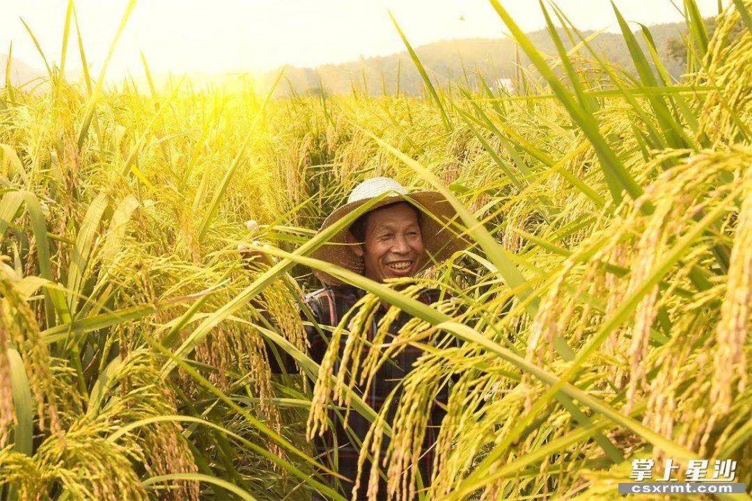 都在为其广为人知的两个梦想—— "禾下乘凉梦" "杂交水稻覆盖全球梦"