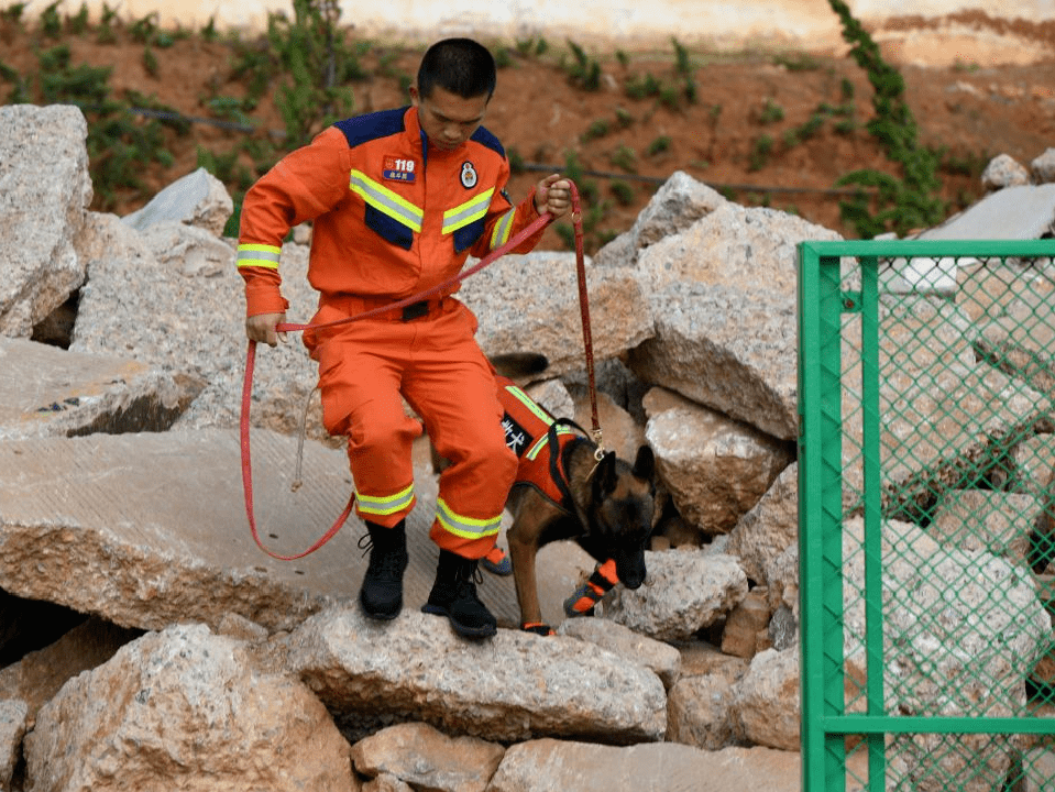 来,一起战斗吧 全国消防搜救犬技能大赛今日燃情开赛