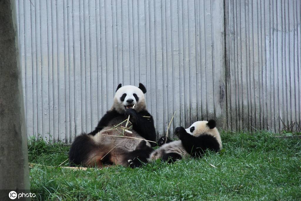大熊猫|萌！走进四川卧龙神树坪大熊猫基地熊猫幼儿园