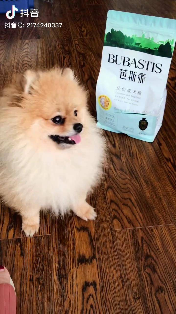 黄博美萌宠日常记录芭斯泰狗粮甜甜的笑容掩盖了我的不修边幅