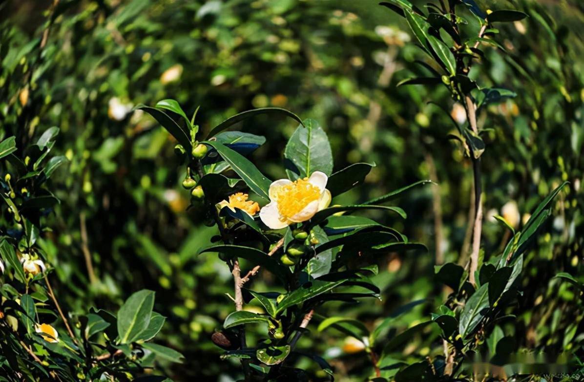 茶树花之美,花太美,功效更赞_茶叶