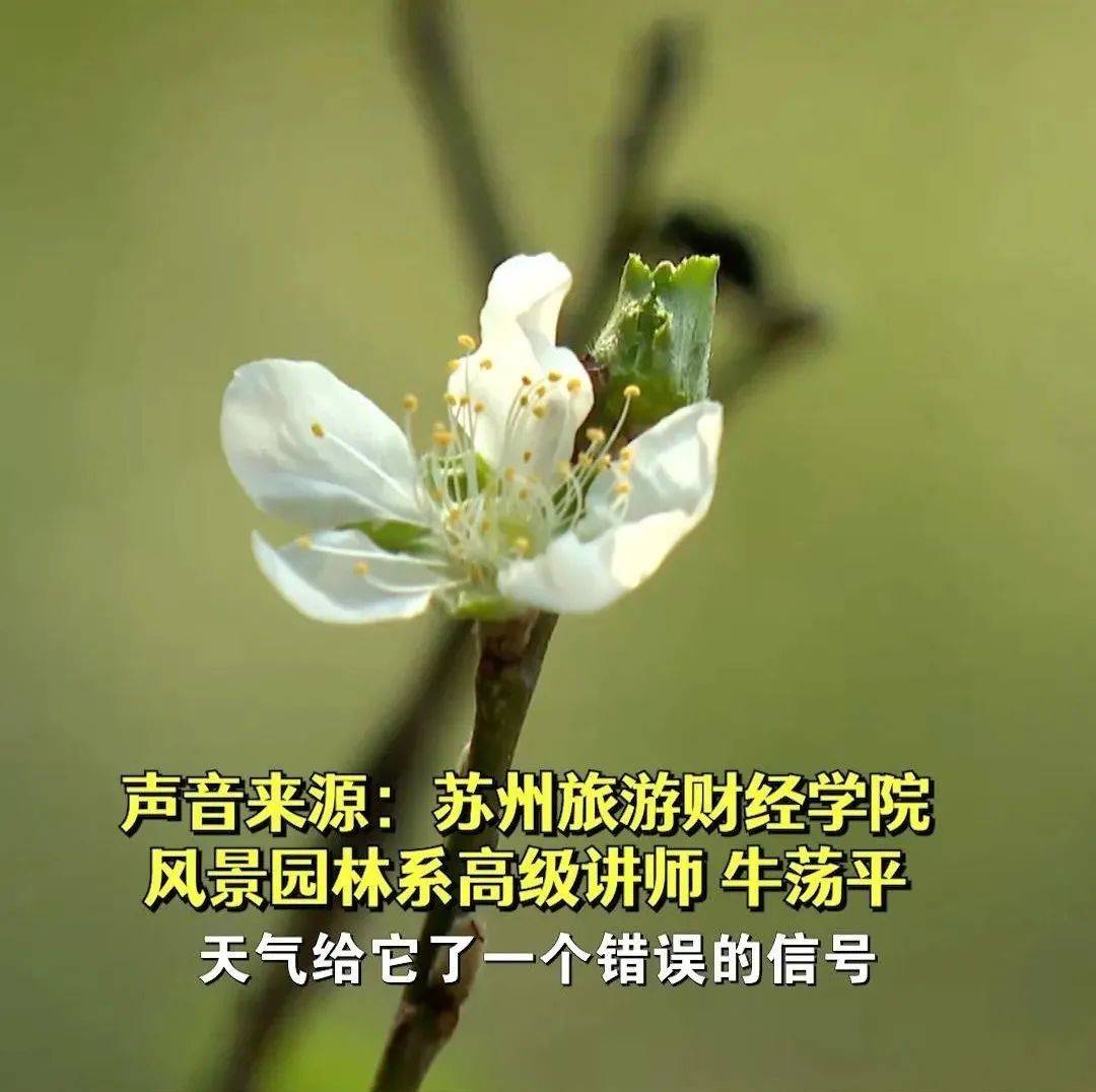 桂花|已热懵？这里的桃花9月绽放……桃花：突然就想开了！