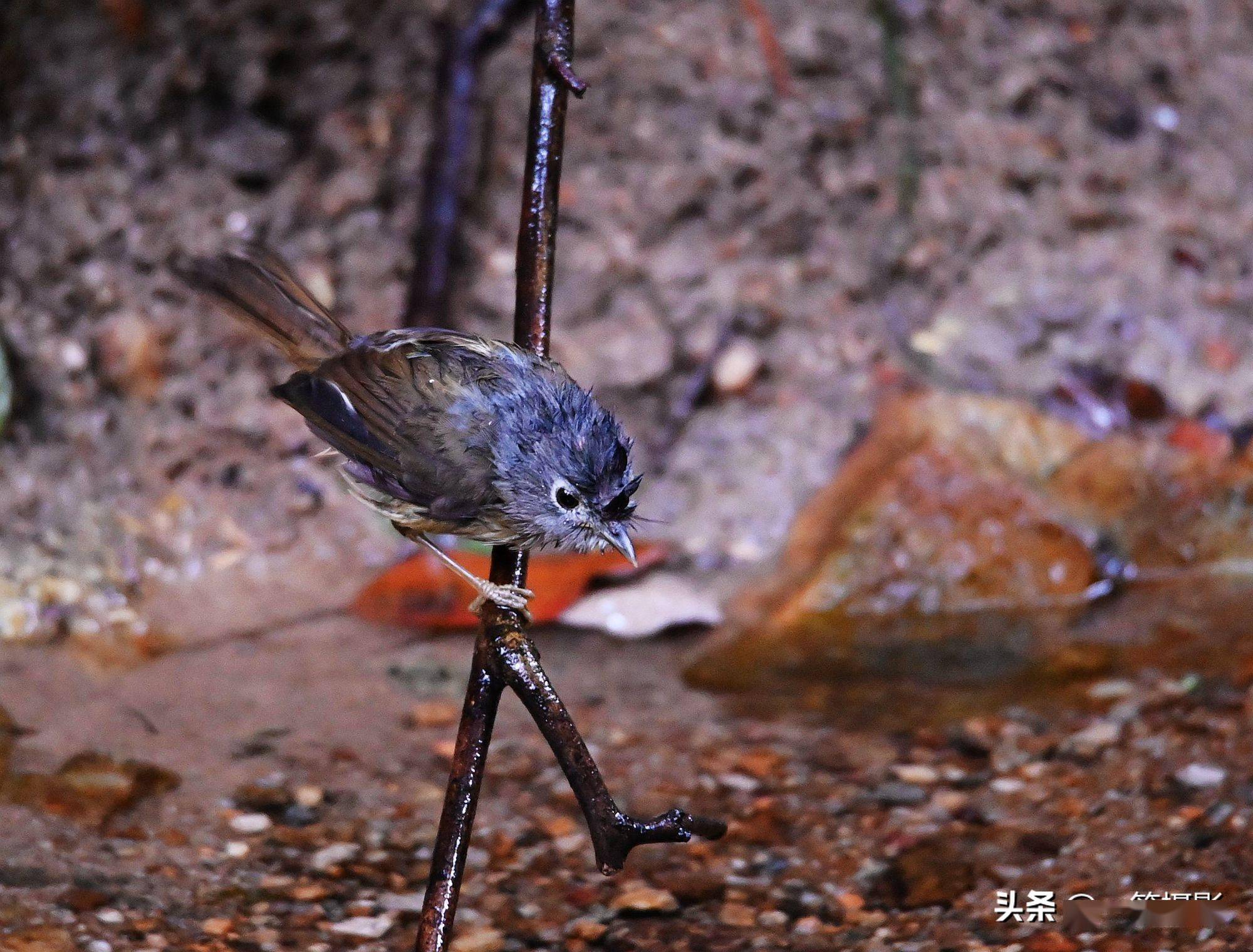 红头穗鹛,灰眶雀鹛,为洗澡而来