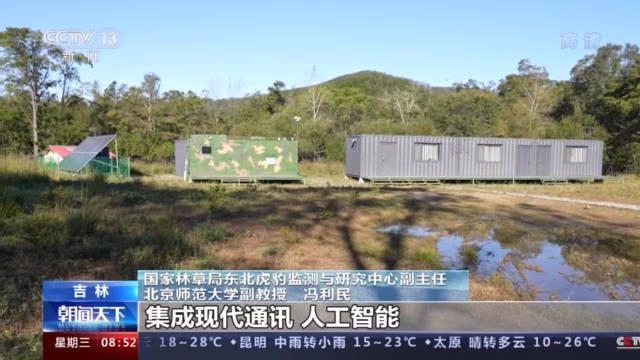 镜子|“我怎么这么好看！”东北虎、东北豹照镜子被镜中的自己迷倒