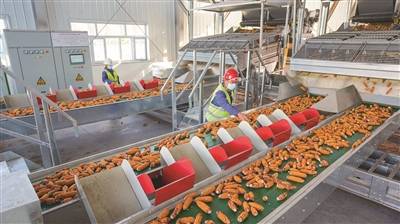 【图】昌吉国家高新技术产业开发区的一家种业加工厂玉米果穗剥皮车间