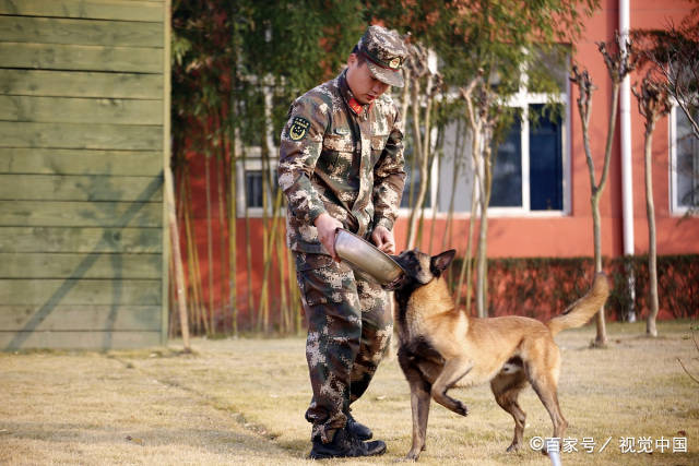 奖励想要训犬成功，主人必须做到这5点，少一点都不行！