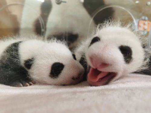 在法国出生的大熊猫双胞胎幼崽