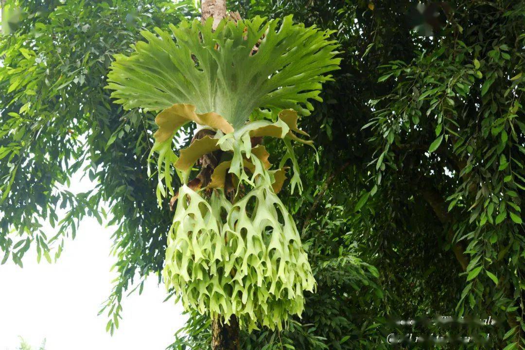63 何其美鹿角蕨 platycerium holttumii,鹿角蕨科,名人园64.