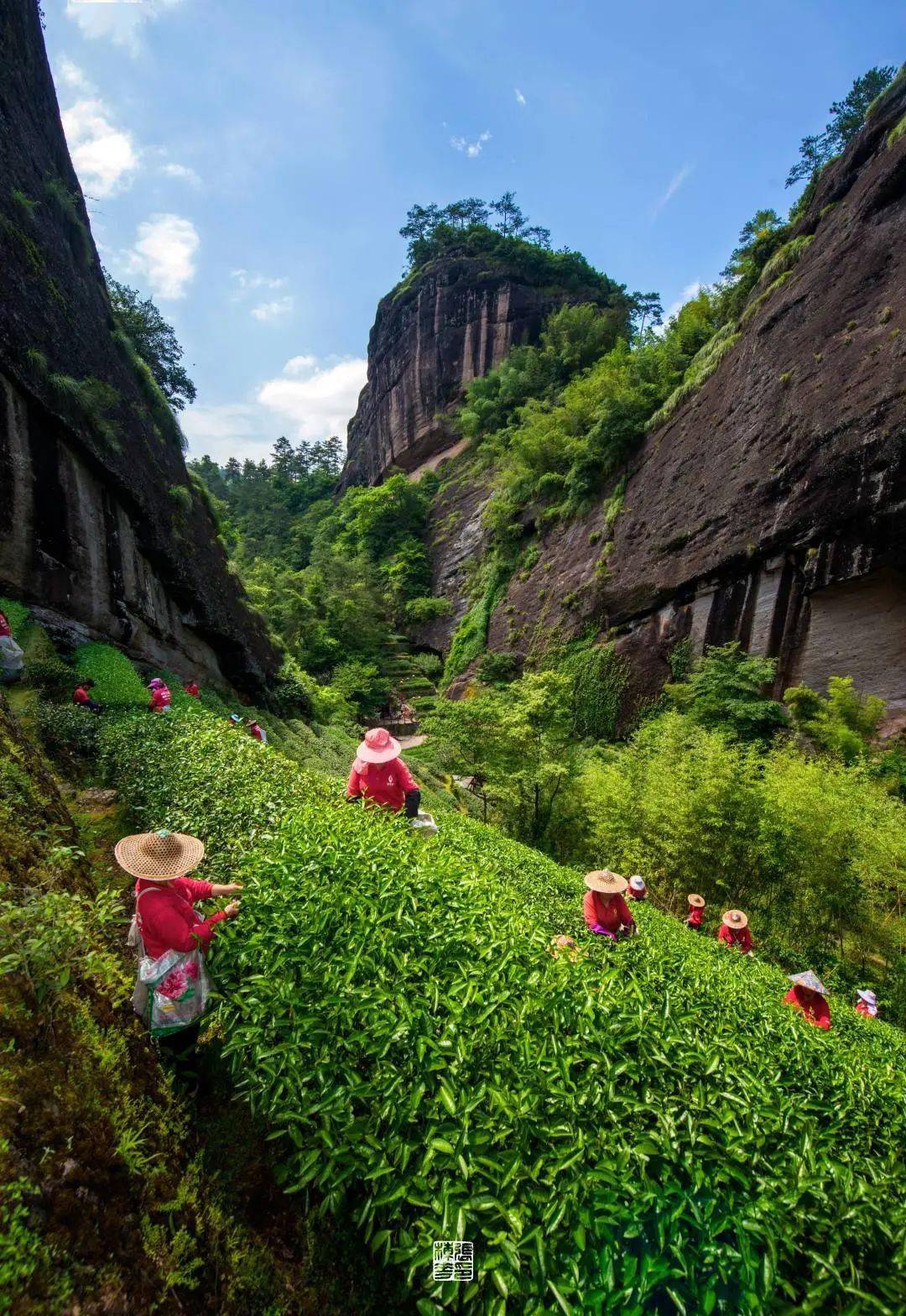 十月的武夷山,有景,有茶,有美食!