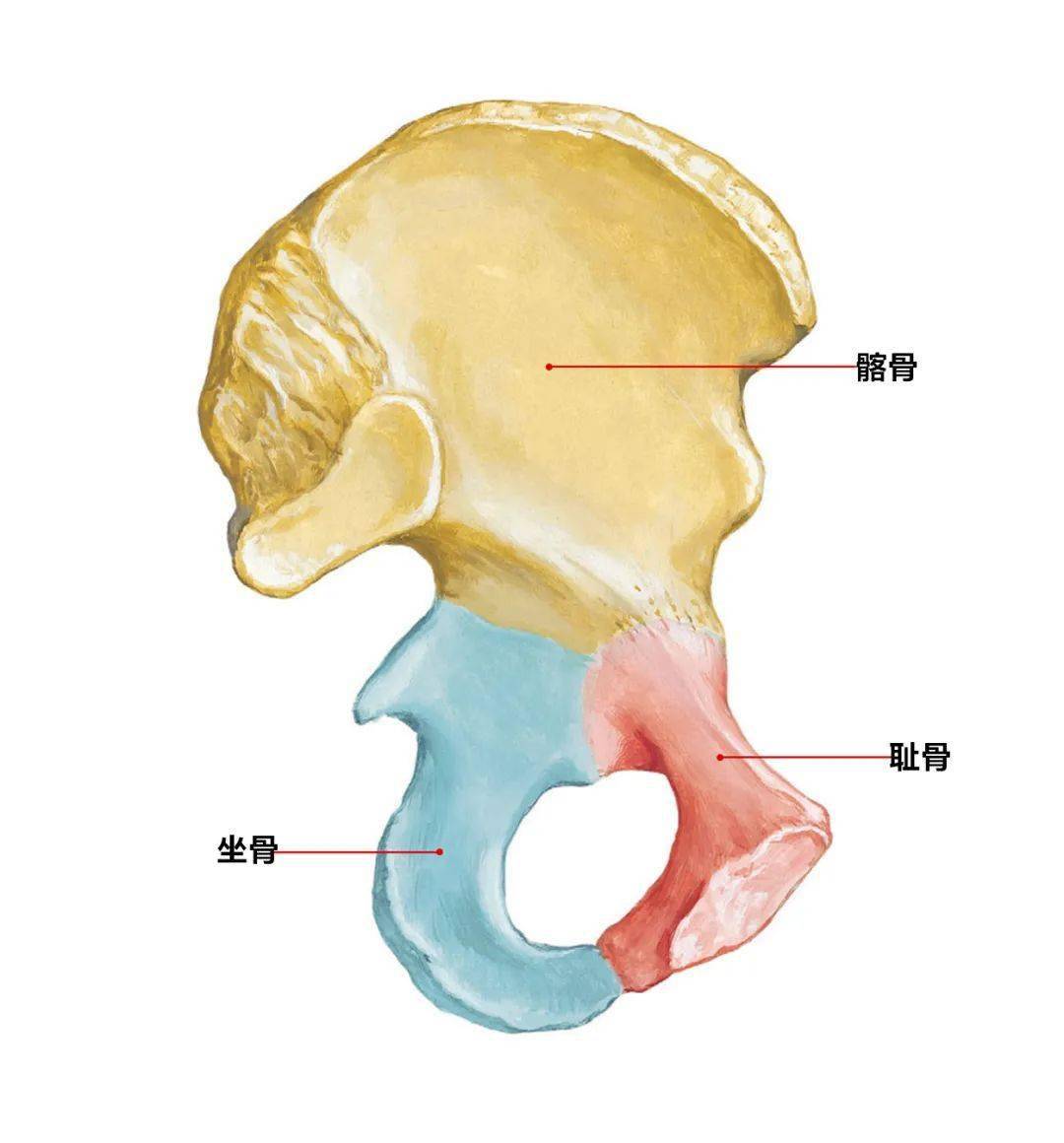 两侧髂嵴最高点的连线约平第4腰椎棘突,是计数椎骨的标志.