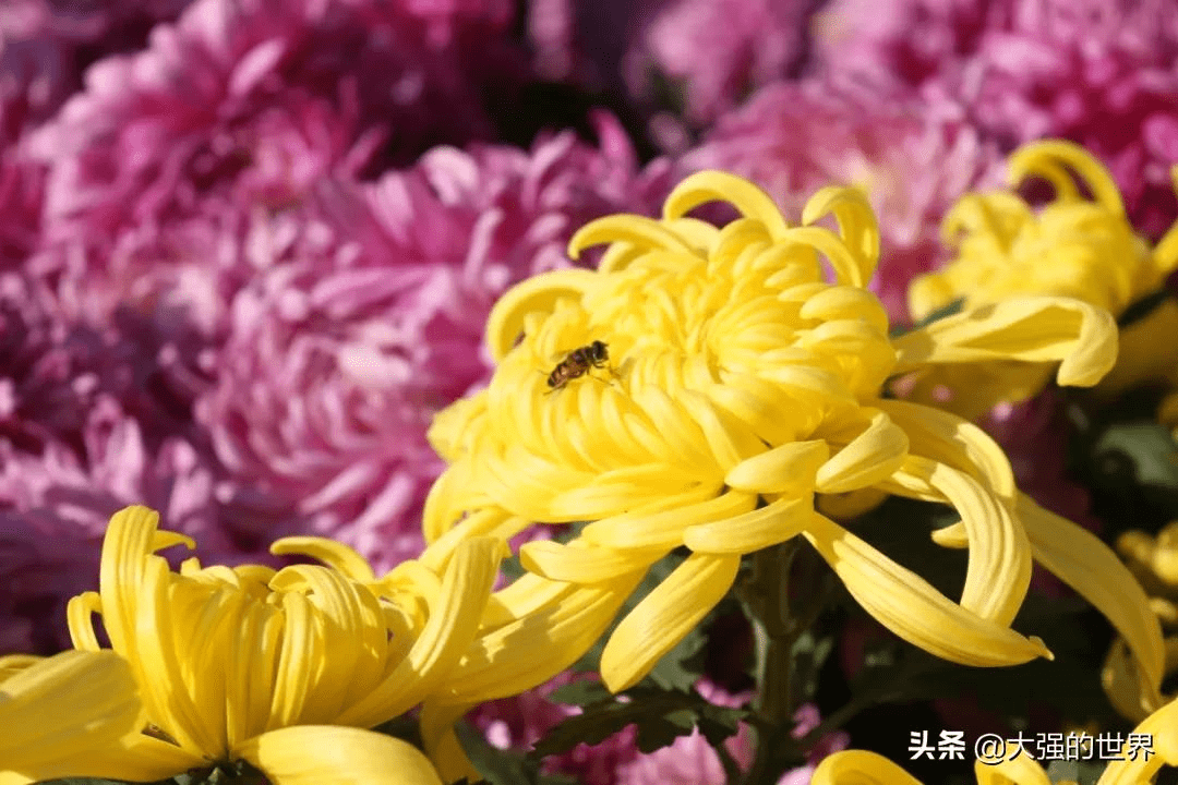 泰山天颐湖菊花艺术节重阳节盛大启幕,超多品种,错过再等一年