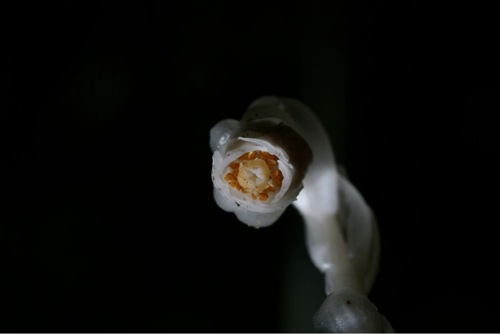 外形酷似"豌豆射手" 珍稀植物水晶兰现身重庆阴条岭自然保护区