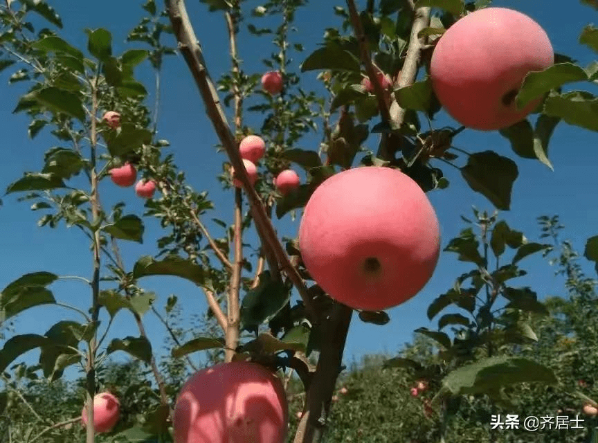 建设先进县","中国红富士苹果之乡","全国优质苹果标准化生产示范区"