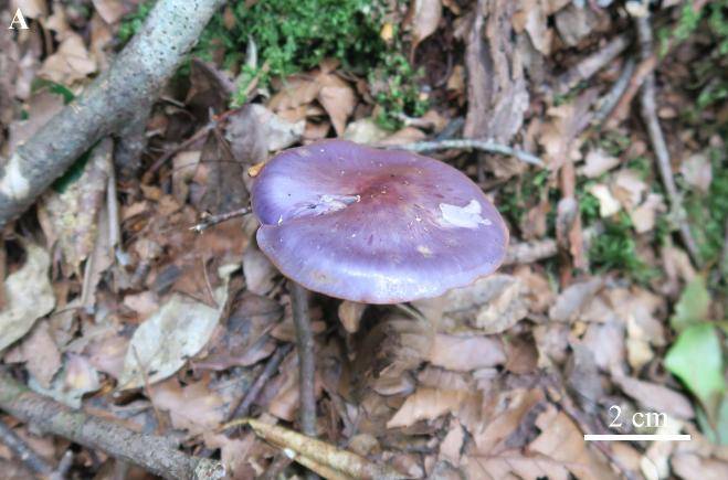 真菌|浙江丽水百山祖国家公园发现全球大型真菌新物种