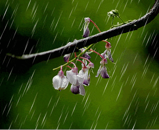 藏头小诗/细雨醉锁清秋