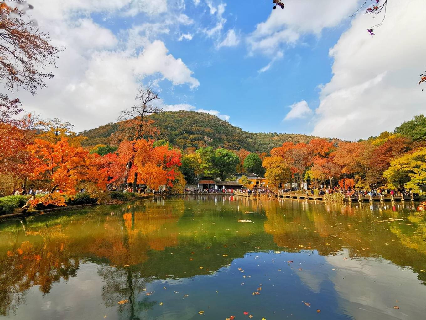 苏州天平山,中国四大赏枫胜地之一,隐藏着一个五色并存的秋天