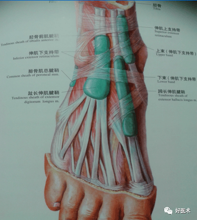 踝关节详细解剖图解