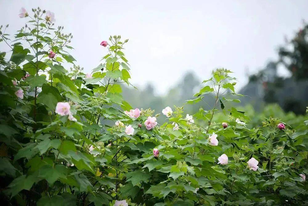 快来快来!武侯送你一朵芙蓉花