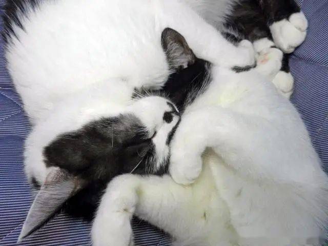 同胎猫姐弟一起长大,体型却差了不只一倍!