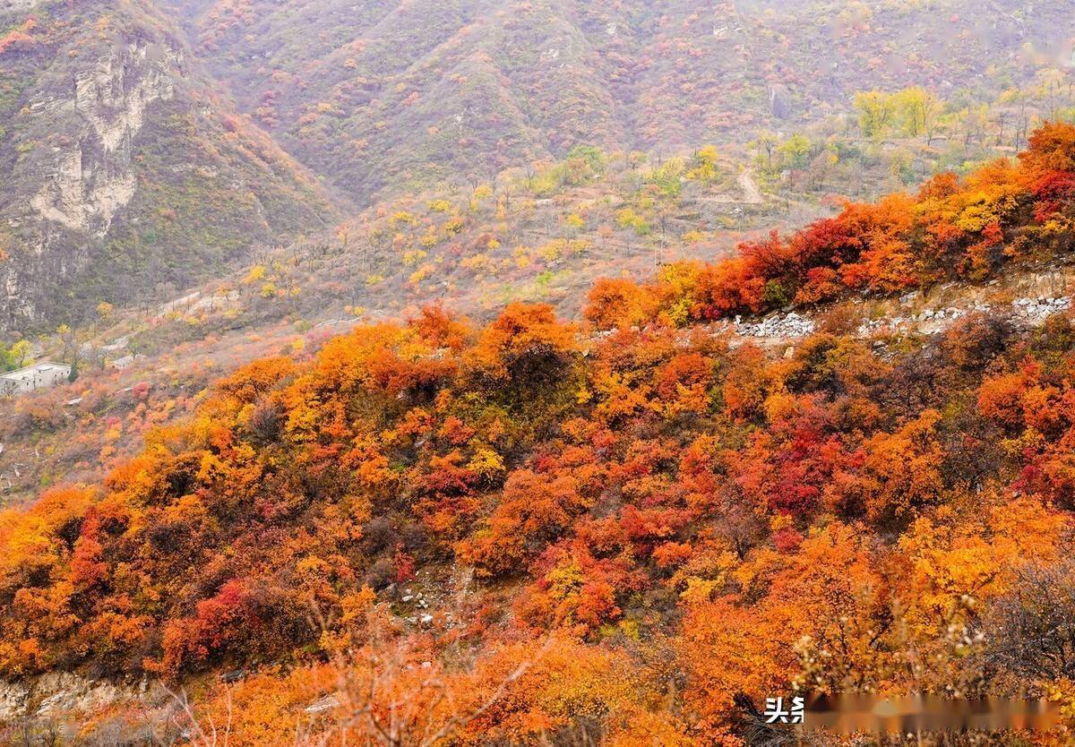 2021年10月14日,北京,北京房山坡峰岭景区,将于10月下旬迎来红叶最佳