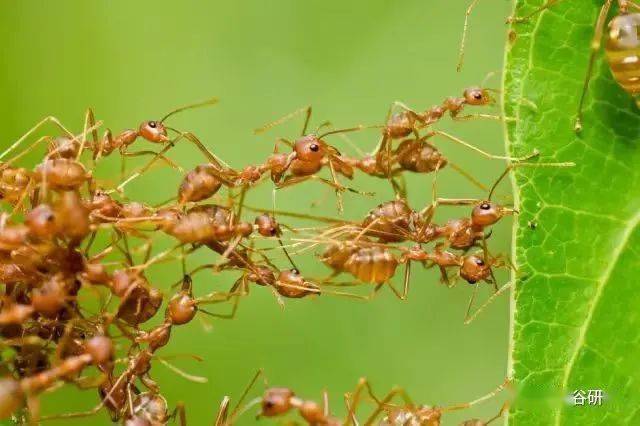 六足亚门,昆虫纲,有翅亚纲,膜翅目,细腰亚目,蚁科,织叶蚁属的一种蚂蚁