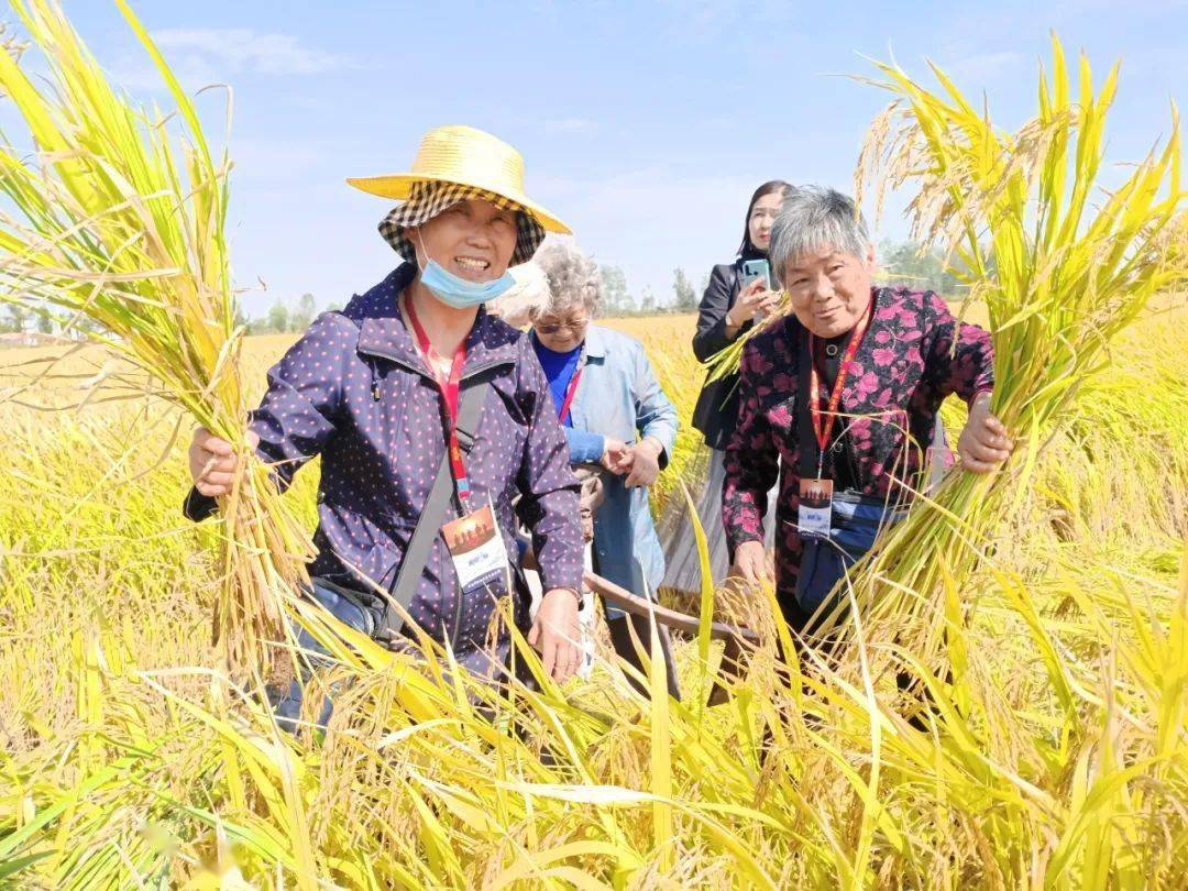 安徽阜南洪桥镇万亩虾田水稻开镰收割!富硒虾田米喜获