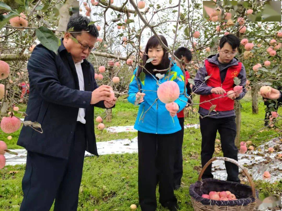 国家税务总局旬邑县税务局组织党员干部到帮扶村清源镇赵家村进行助农