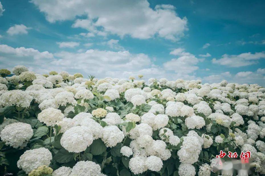 自带滤镜的绣球花海