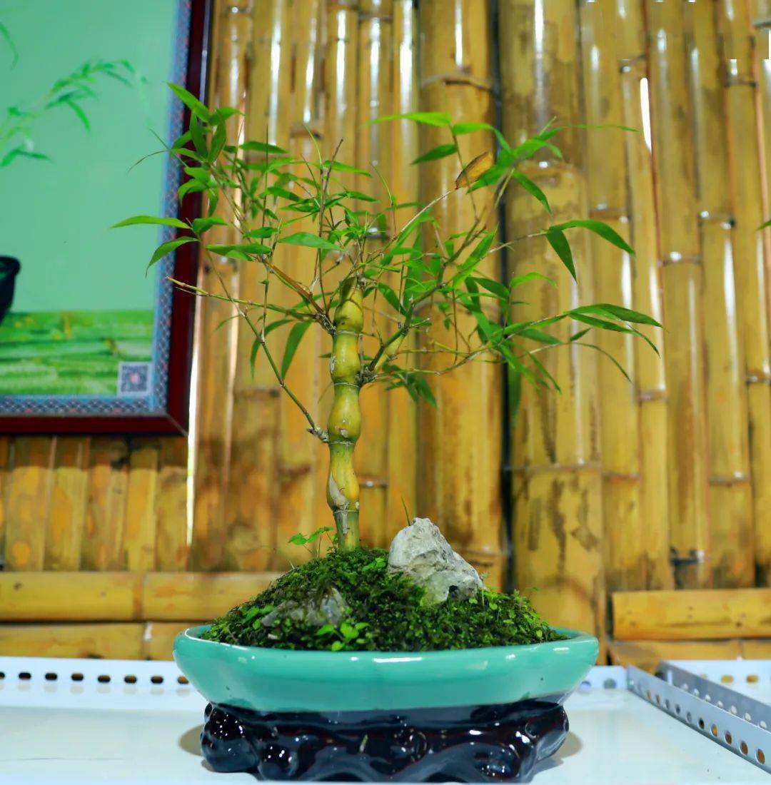 竹石盆景作为旅游文创 苑内栽植了筇竹,紫竹,斑竹 人面竹,凤尾竹,小