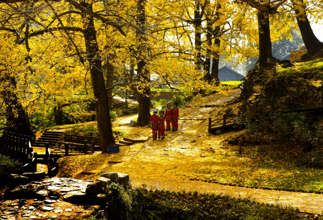 妥乐银杏村拥有古银杏树1200余株,树龄均在300年以上,其中最长者为