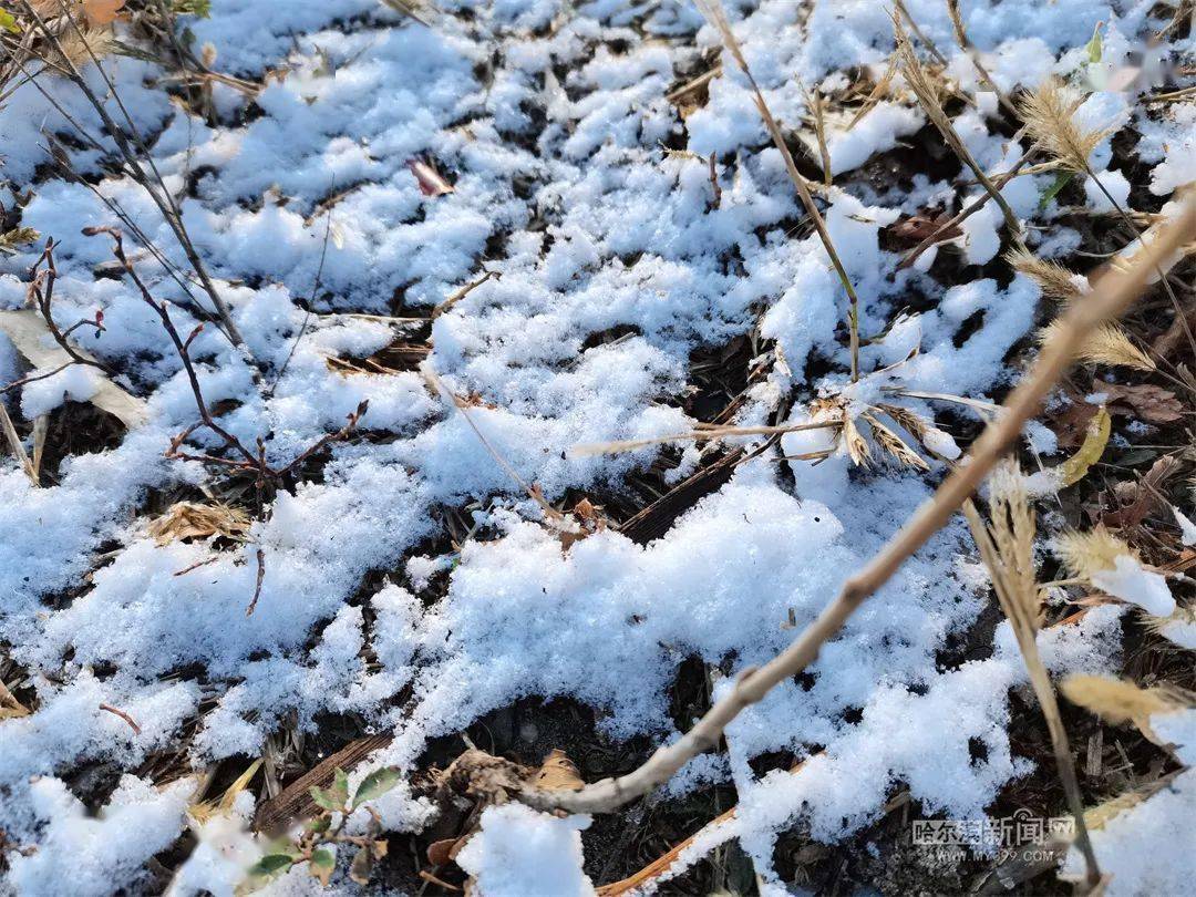 车上覆盖着一层薄雪