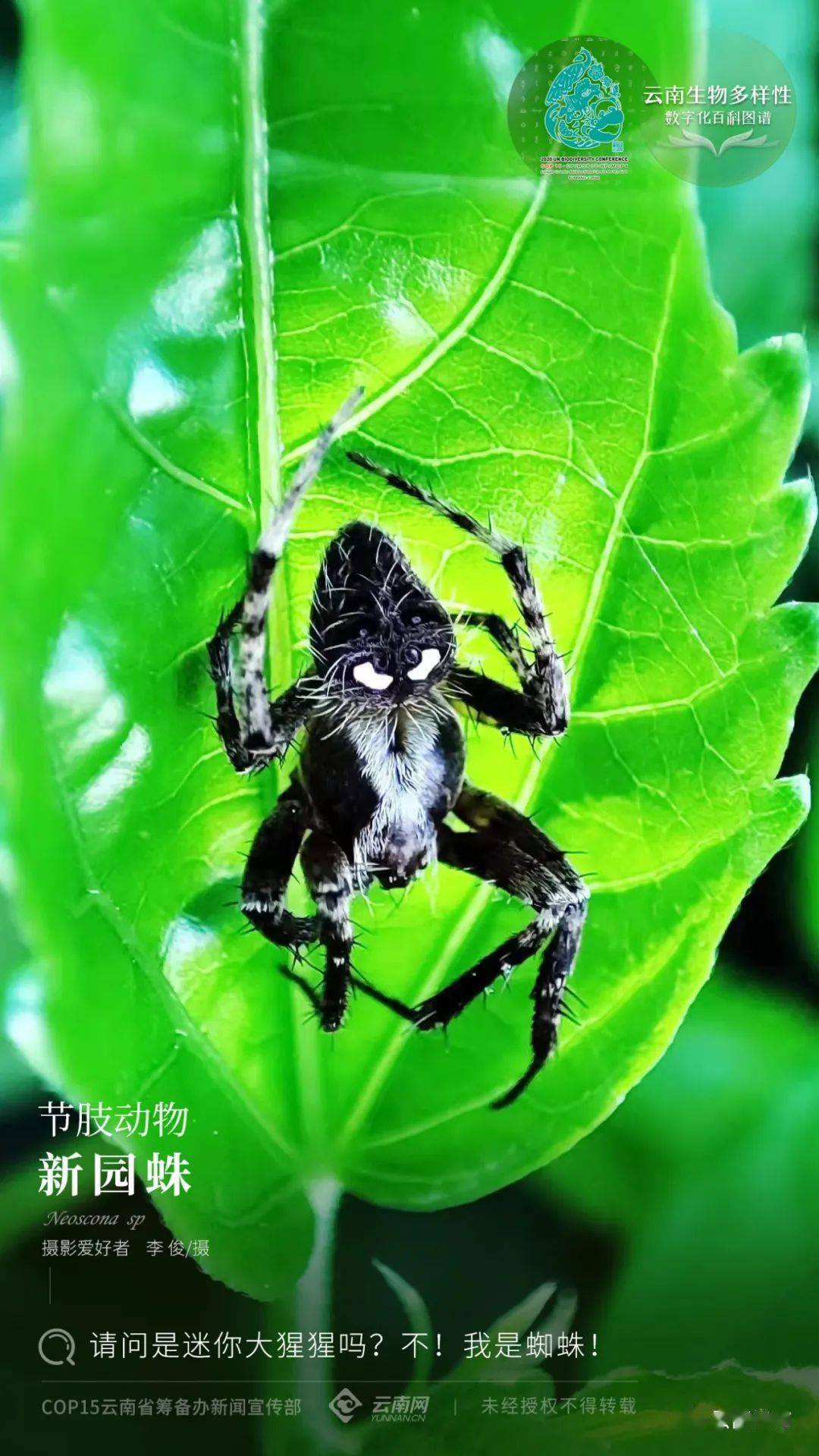新园蛛neoscona sp新园蛛属,隶属于节肢动物门,蛛形纲,蜘蛛目,园蛛科