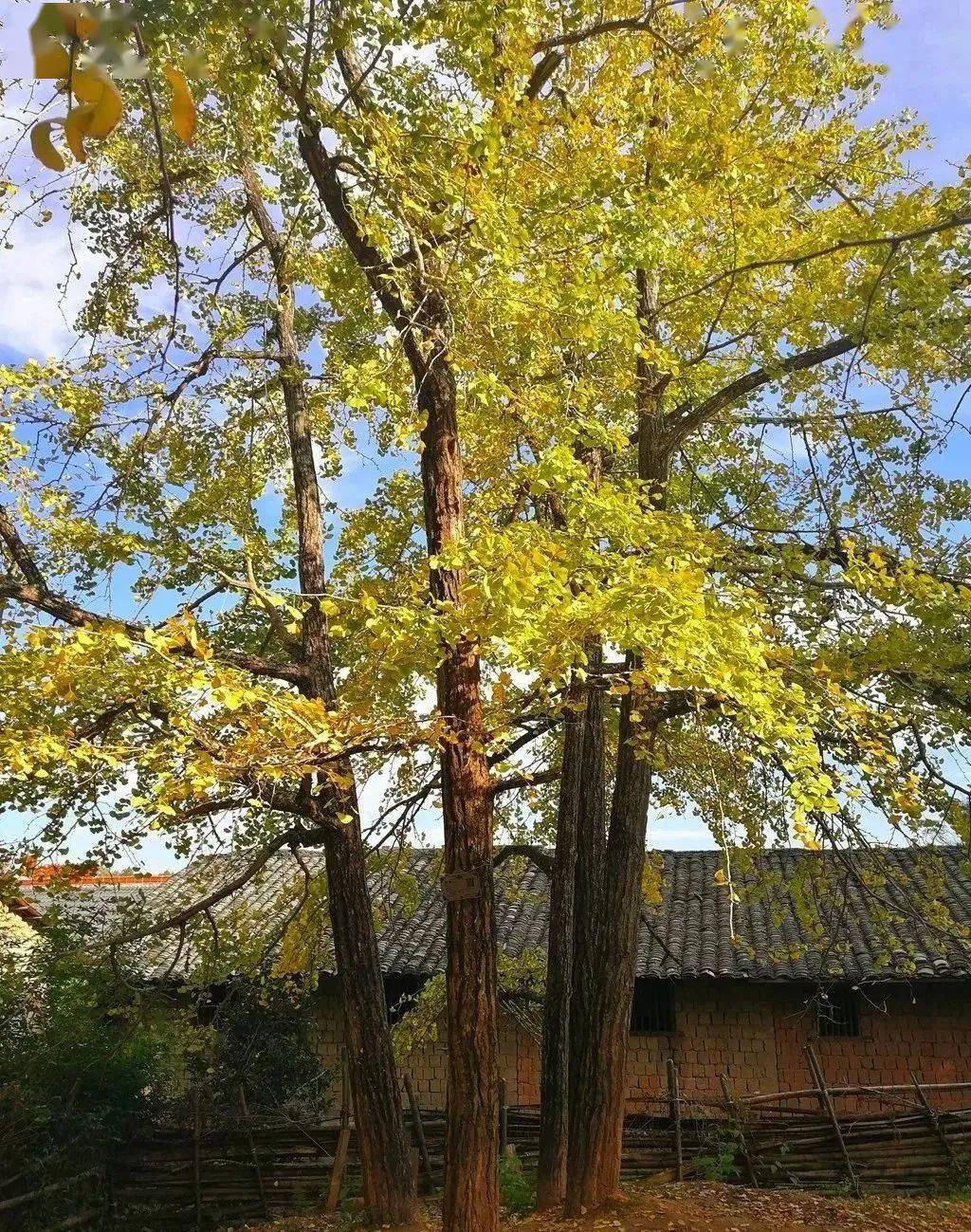 以丛生的古银杏群而闻名,这里最出名的要数它那一大片千年丛生银杏林