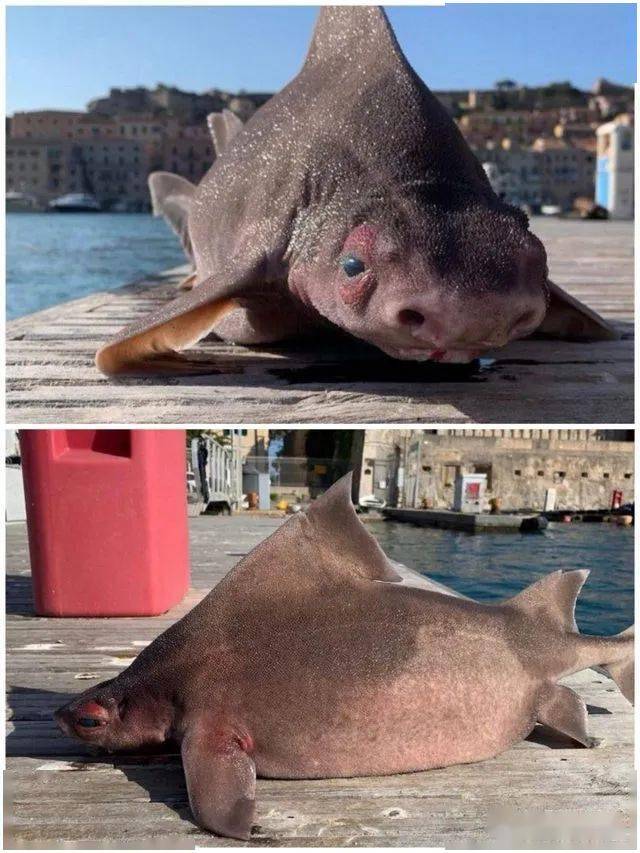 意大利船员,打捞到了一只猪脸鲨鱼.