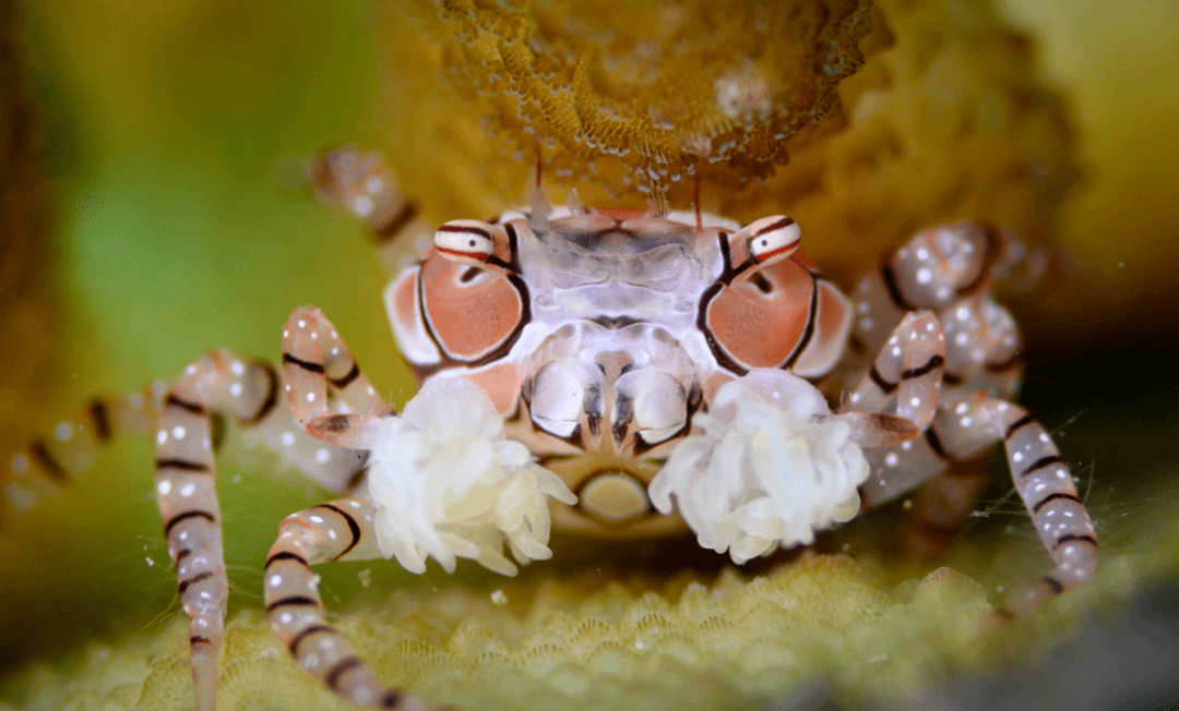 表情包中的啦啦队花纹细螯蟹,因为会将毛绒绒的海葵紧握在蟹钳里