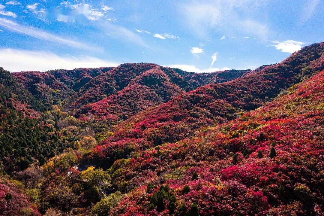 周末发团【济南红叶谷】秋天是远道而来的浪漫