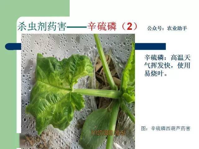 嘧霉胺,咪鲜胺,咪鲜胺锰盐,石硫合剂,十三吗啉,有机铜,无机铜,戊唑醇